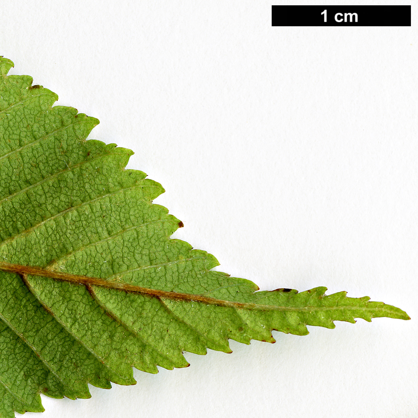 High resolution image: Family: Rosaceae - Genus: Sorbus - Taxon: meliosmifolia